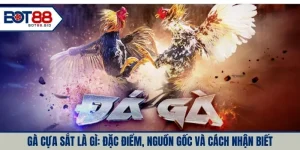 Gà Cựa Sắt Là Gì