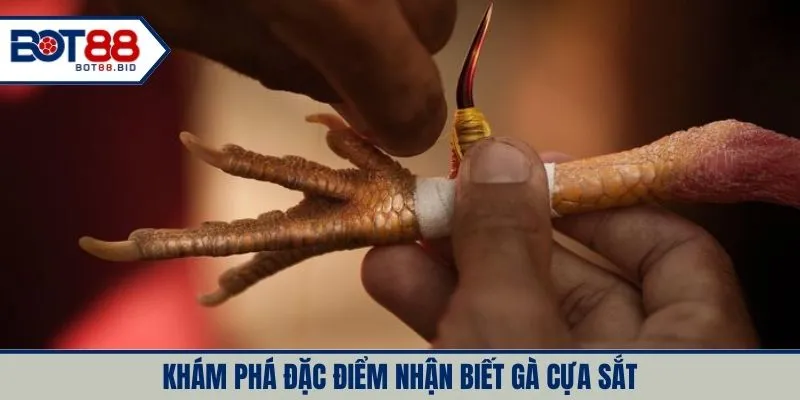 Khám phá đặc điểm nhận biết gà cựa sắt