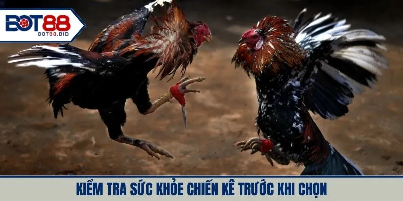 Kiểm tra sức khỏe chiến kê trước khi chọn