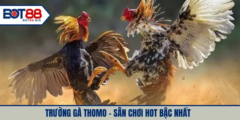 Trường gà Thomo - Sân chơi hot bậc nhất